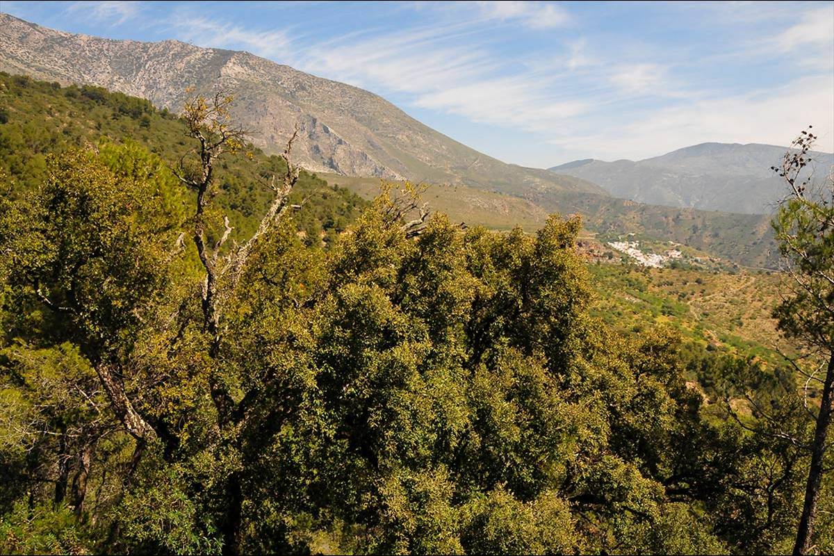 alcornocal-lujar-2015-04