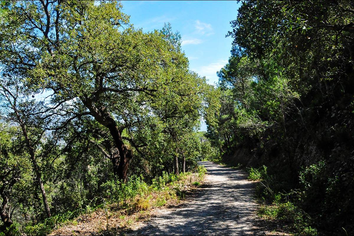 alcornocal-lujar-2015-05