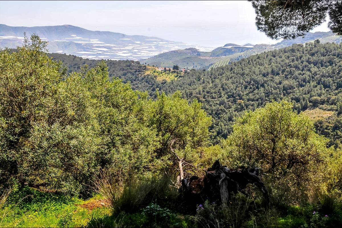alcornocal-lujar-2015-08