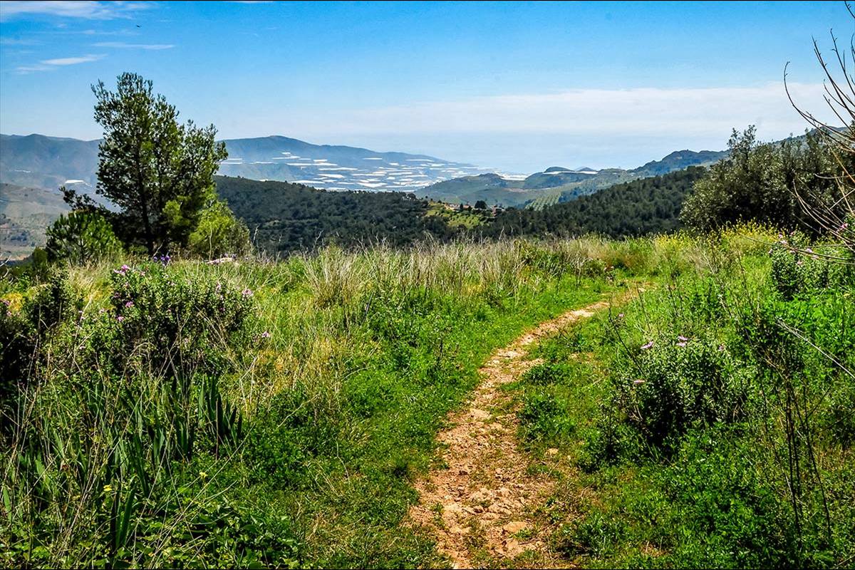 alcornocal-lujar-2015-09