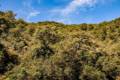 alcornocal-lujar-2015-02