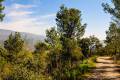 alcornocal-lujar-2015-03