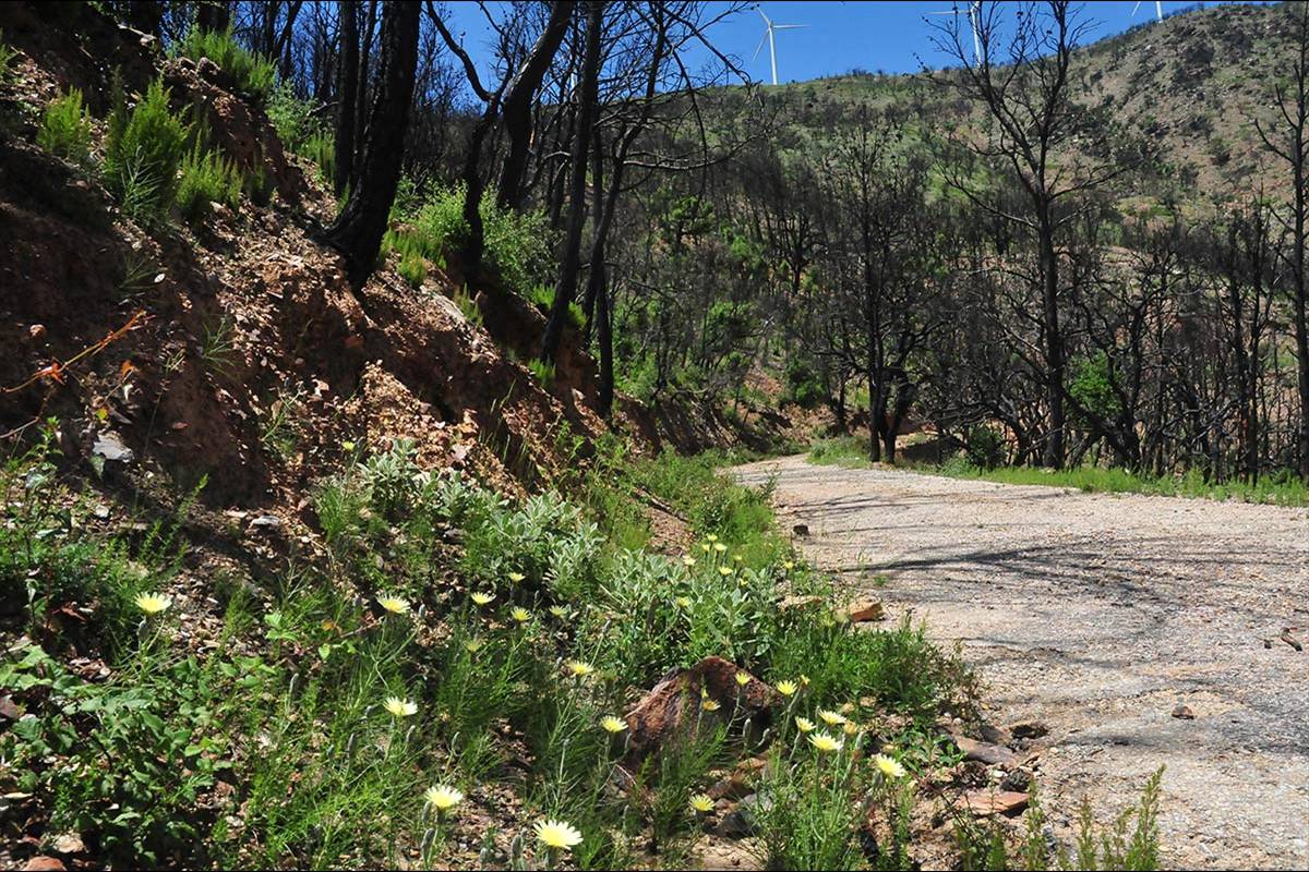 alcornocal-lujar-201608