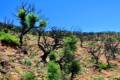 alcornocal-lujar-201603