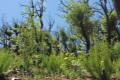 alcornocal-lujar-201606