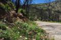 alcornocal-lujar-201608