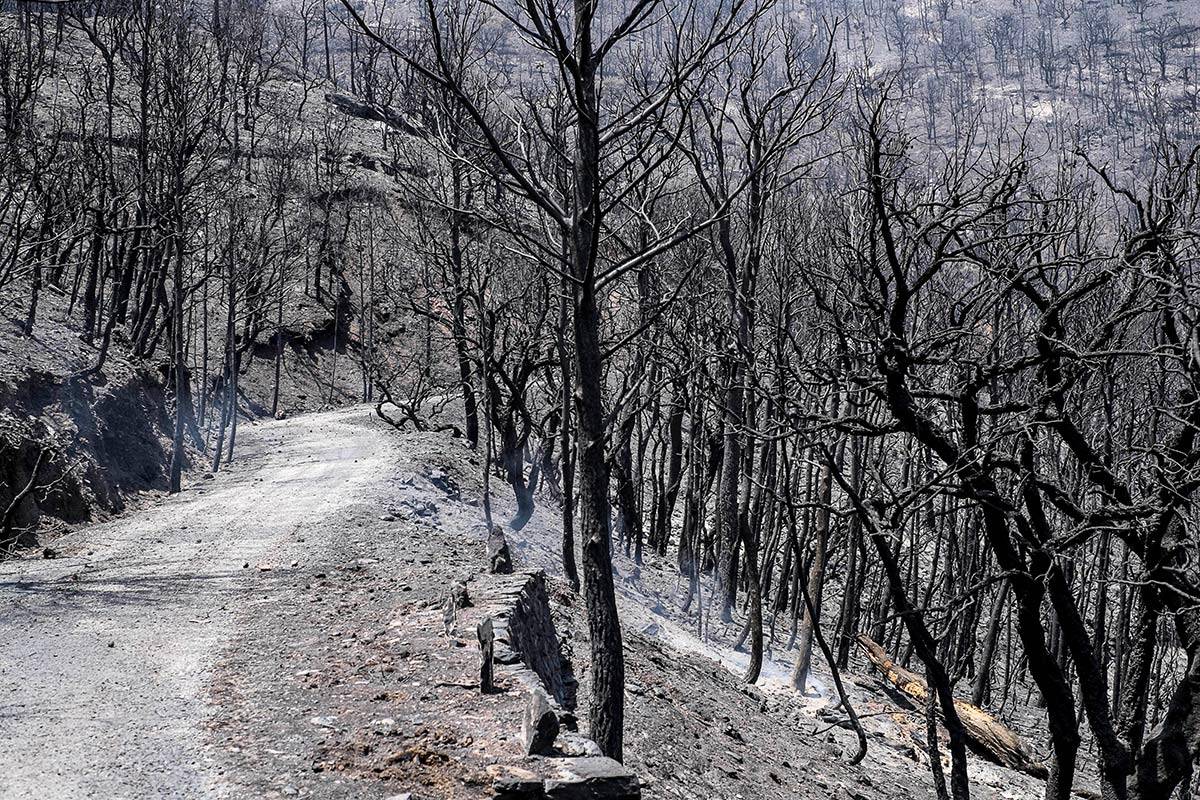 2-2-camino-2015-tras-el-incendio