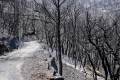 2-2-camino-2015-tras-el-incendio