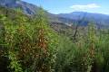 3-3-sierra-de-lujar-2020-tras-el-incendio