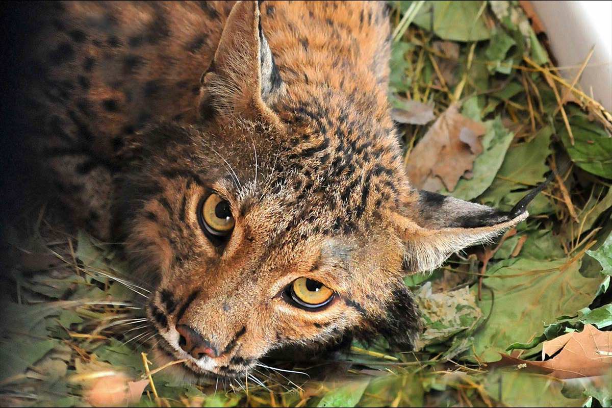 Lince ibérico - Categoria de amenaza: En peligro de extinción