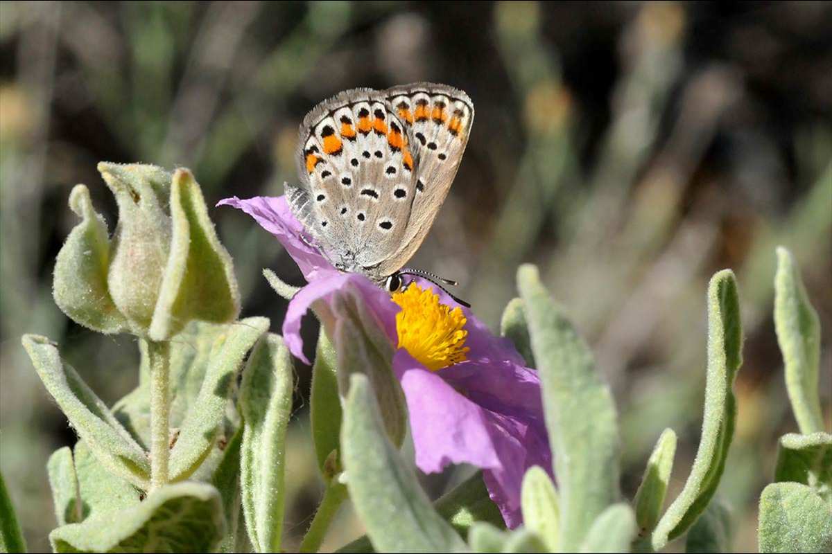 Plebejus hespericus Categoria de amenaza: De interés especial