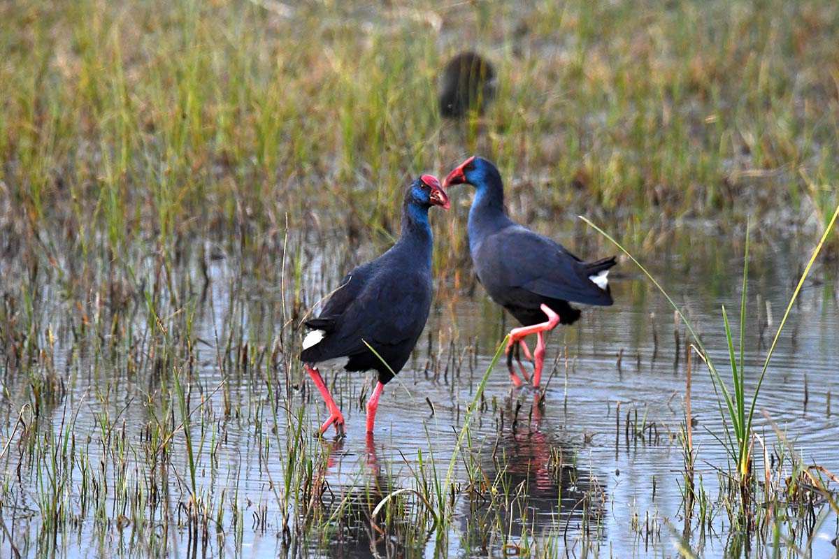 Porphyrio porphyrio - Categoria de amenaza: Preocupación menor