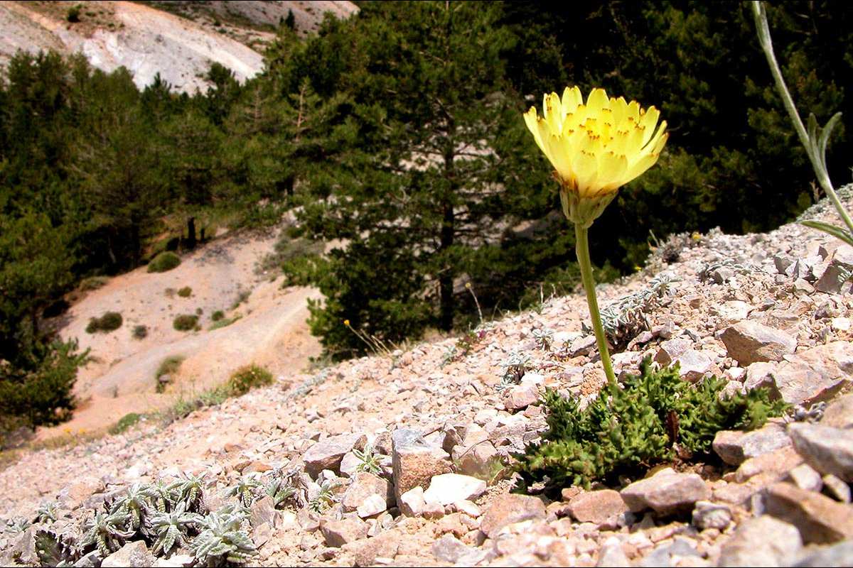 Rothmaleria granatensis Categoria de amenaza: De interés especial