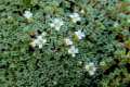 Arenaria alfacariensis- Categoria de amenaza: De interés especial