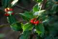 Ilex aquifolia - Categoria de amenaza: De interés especial
