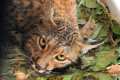 Lince ibérico - Categoria de amenaza: En peligro de extinción