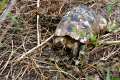 Testudo graeca - Categoria de amenaza: En Peligro de Extinción
