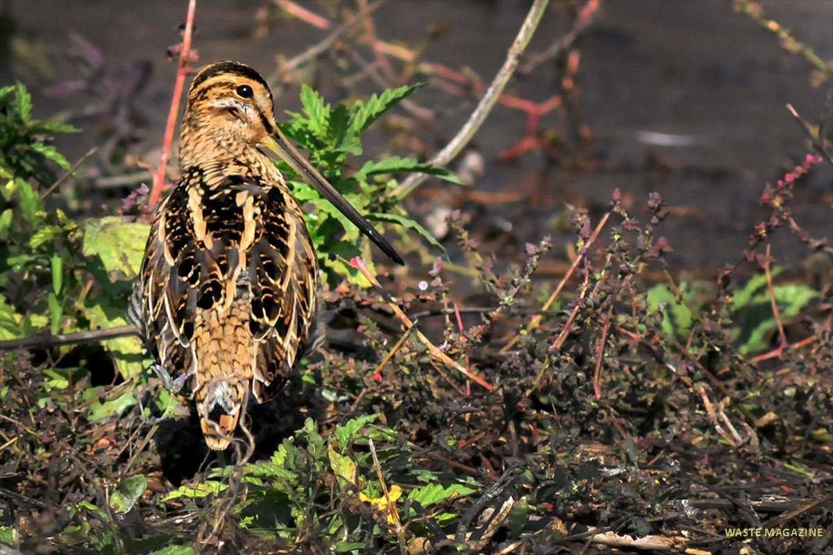 gallinagogallinago36