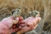 anillado-aves-padul-19