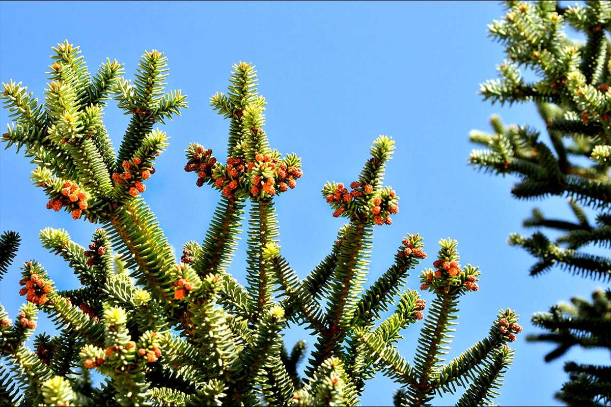 Abies pinsapo