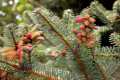 Abies alba