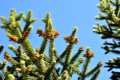 Abies pinsapo