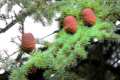 Cedrus satlantica