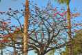 Erythrina lysistemon