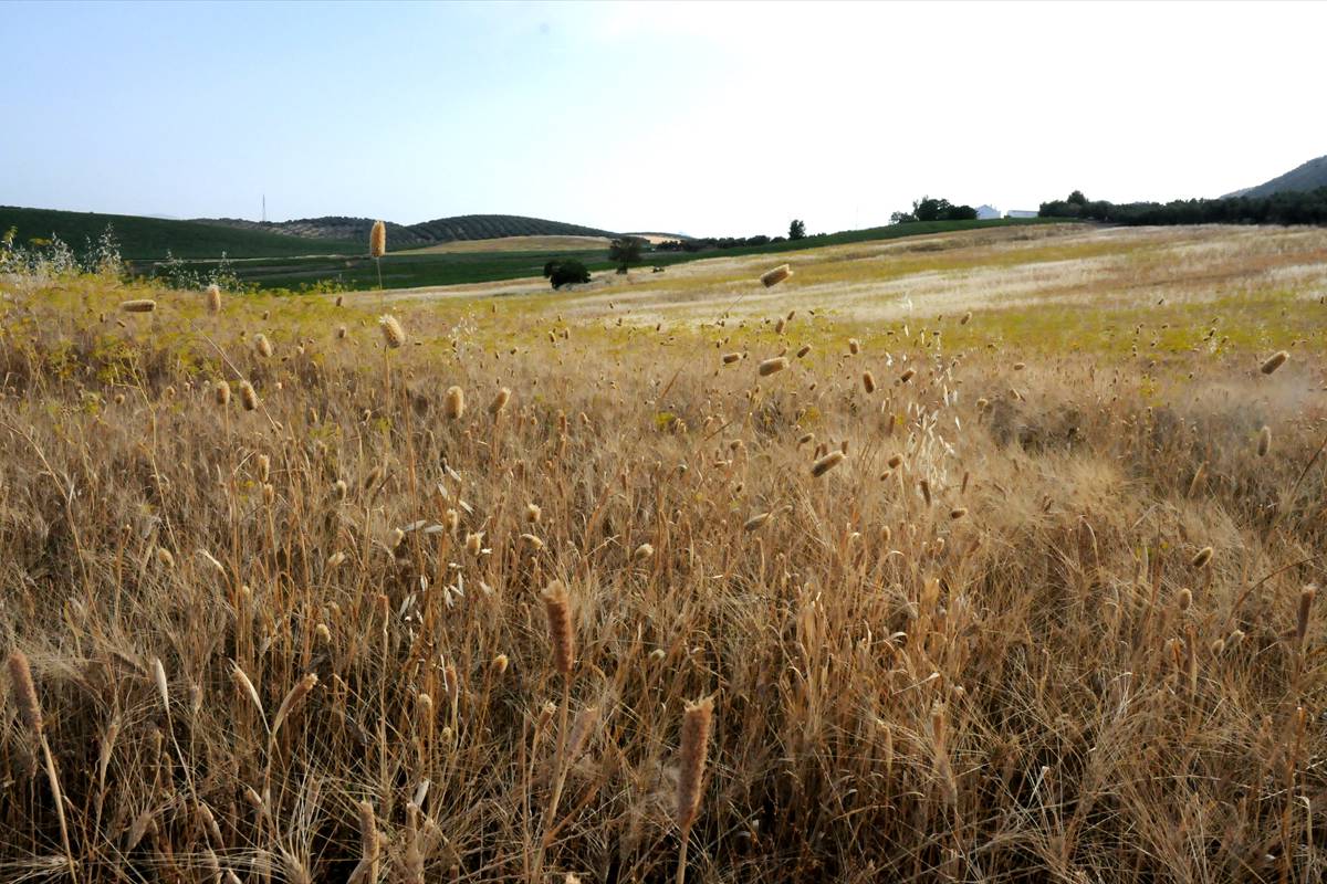 areas-esteparias06