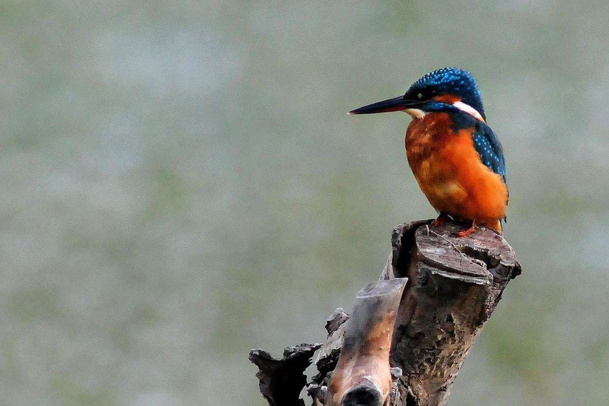 Alcedo Atthis, Martín pescador Fotografiado en: Charca de Suárez