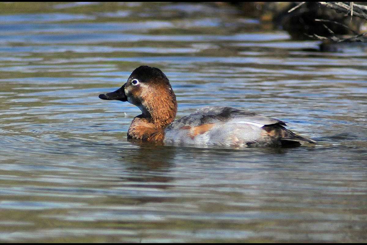 Aythya ferina, Pato colorao  -  Fotografiado en: Laguna de Padul