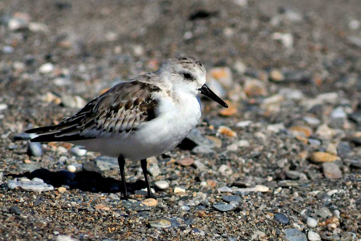 Calidris alba, correl¡mos -  Fotografiado en: Playa de Poniente, Motril
