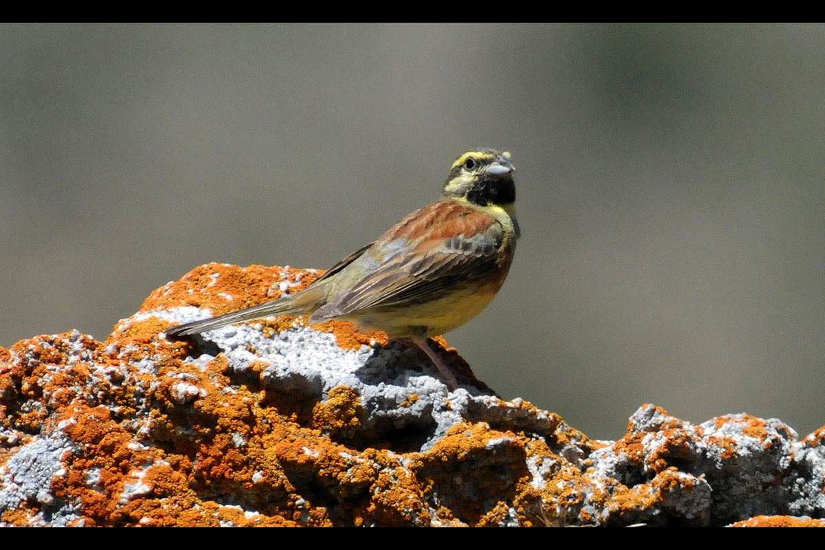Emberiza cirlus, escribano soteño -  Fotografiado en: Dehesa de San Jerónimo, Sierra Nevada