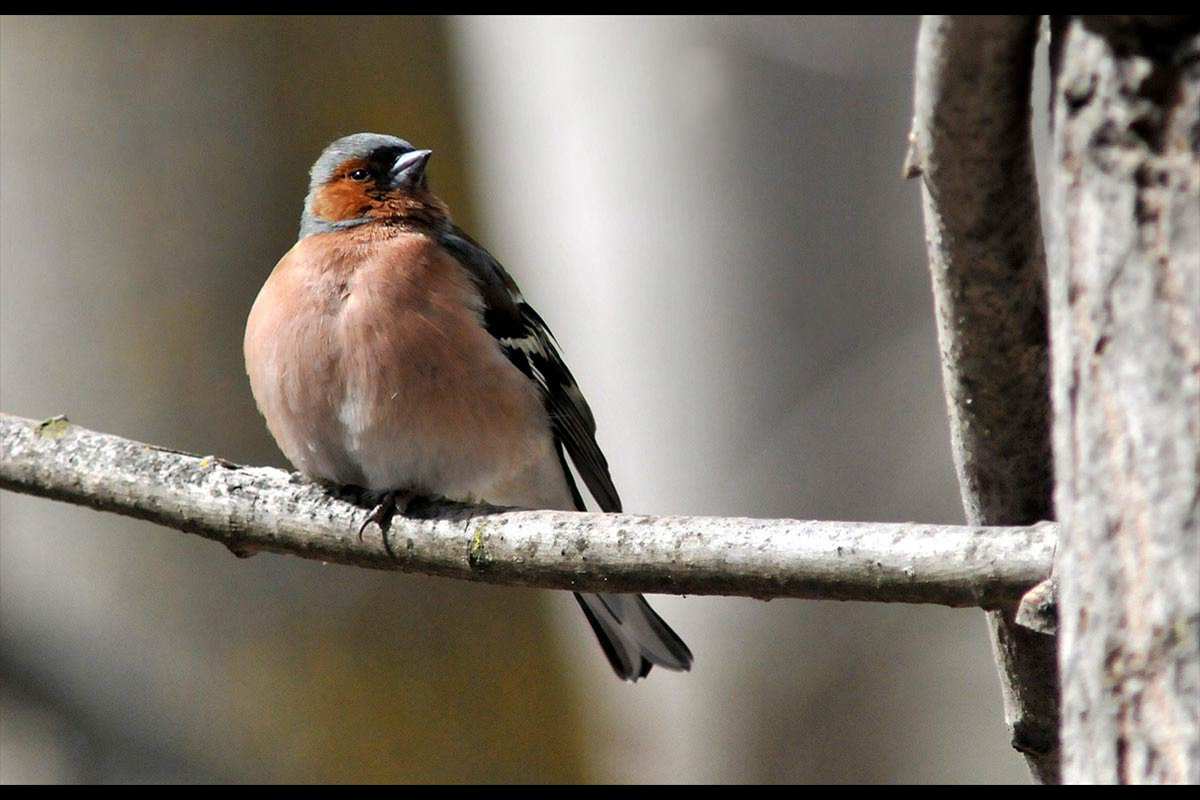 Fringilla coelebs, Pinzón común-  Fotografiado en: Parque Periurbano del Generalife