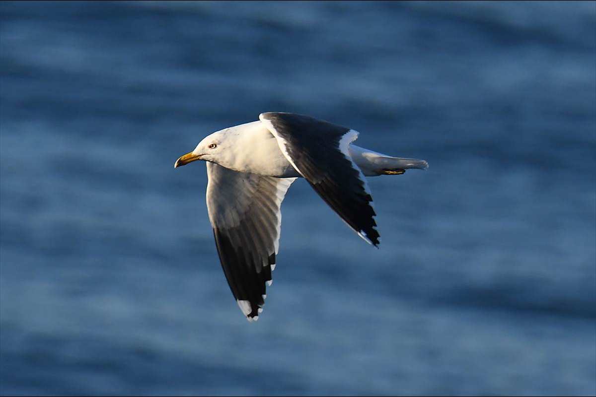 Larus fuscos, gaviota sombría  -  Fotografiado en: Acantilados de La Rábita