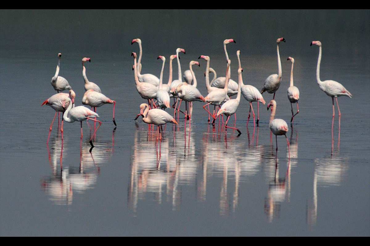 Phoenicopterus roseus, Flamenco  - Fotografiado en: Lagunas de Fuente de Piedra