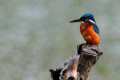 Alcedo Atthis, Martín pescador Fotografiado en: Charca de Suárez