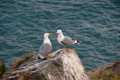 Larus michahellis, gaviota patiamarilla -Fotografiado en: Acantilados de Maro
