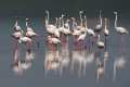Phoenicopterus roseus, Flamenco  - Fotografiado en: Lagunas de Fuente de Piedra