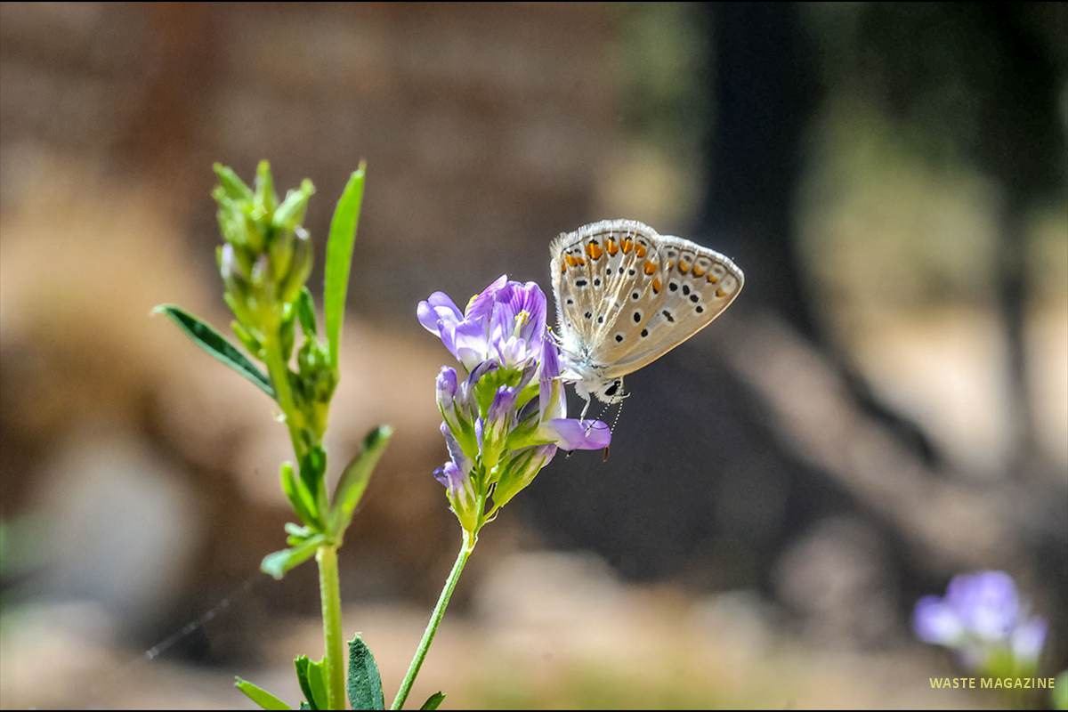 polyommatus70