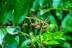 coriariamyrtifolia28