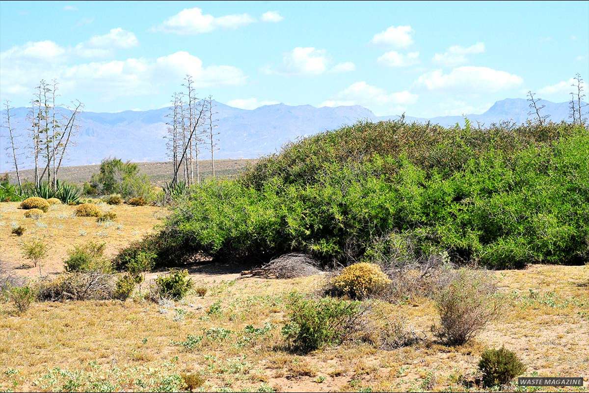 Ziziphus_lotus-002