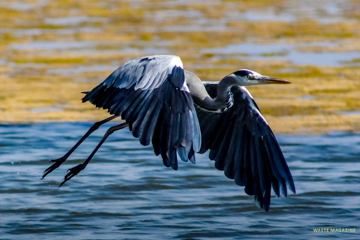 ardea-cinerea-12