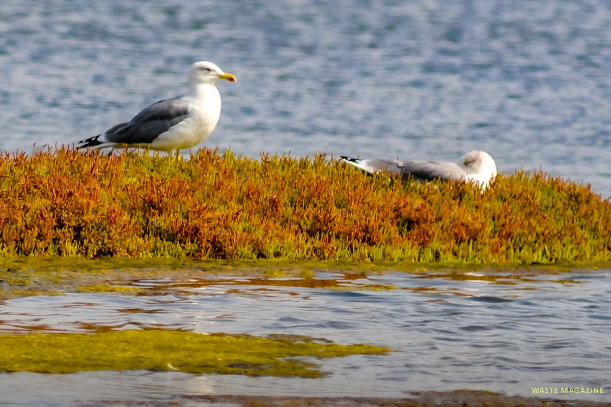 gaviota-patiamarilla
