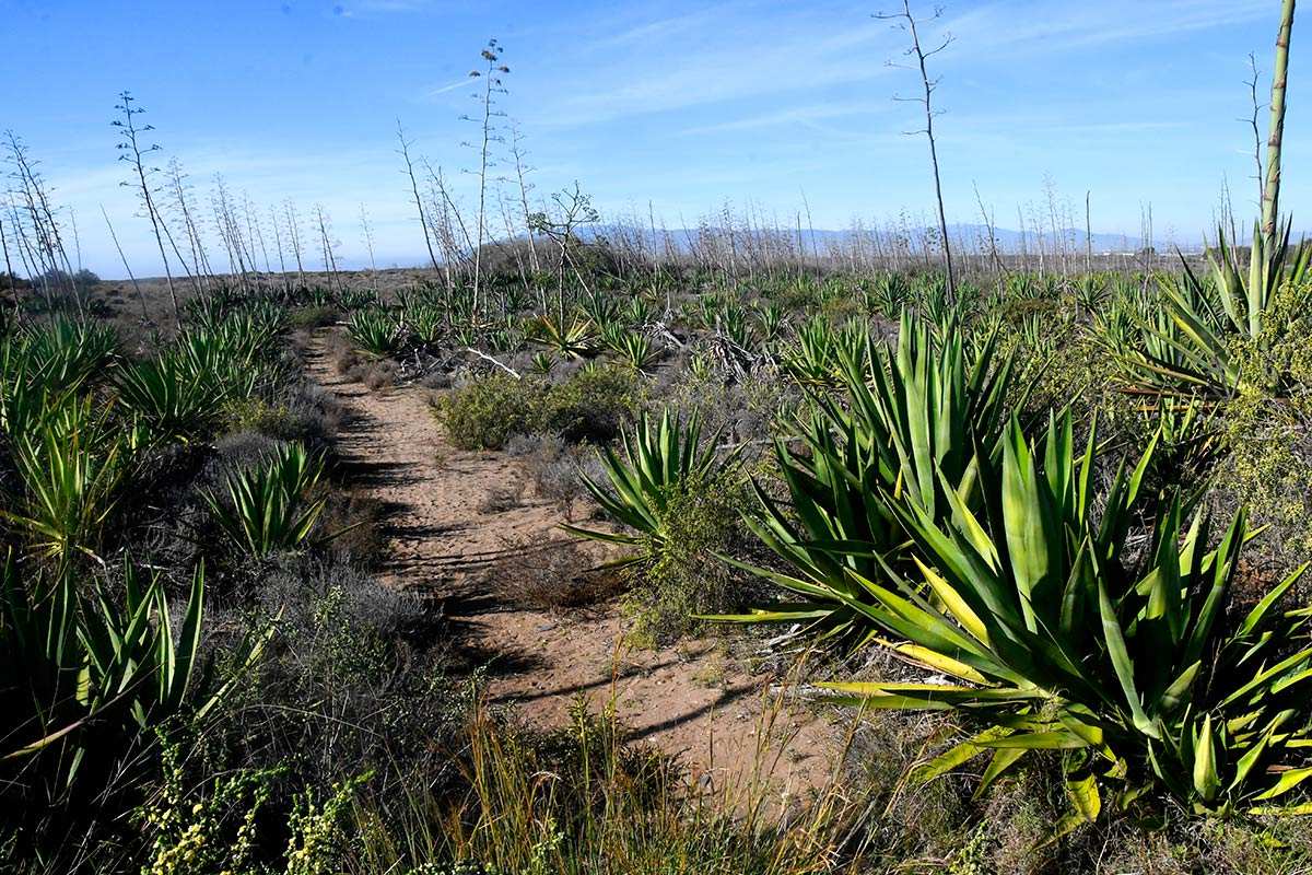 opuntia100