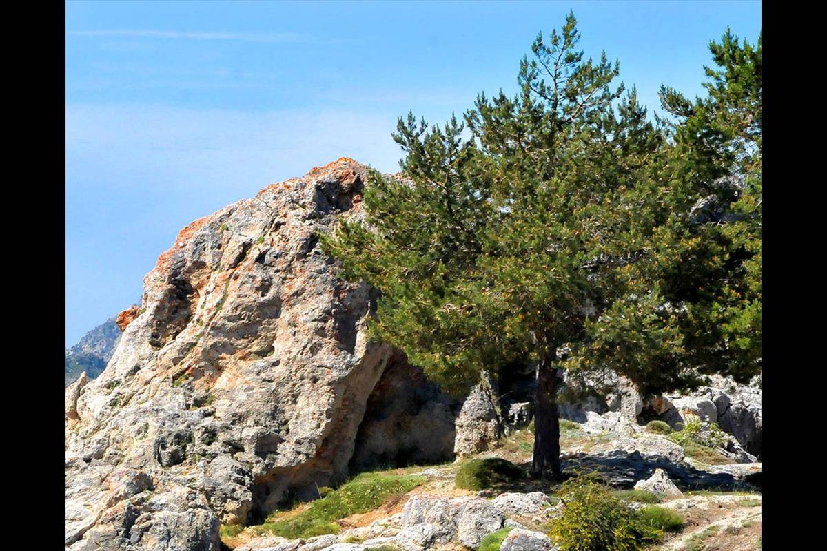 LÍMITE DEL ÁRBOL. El incremento de las temperaturas ha generado el aumento del nivel altitudinal al que llegan las arboledas en la alta montaña, que en los últimos años ha subido en 200 metros.