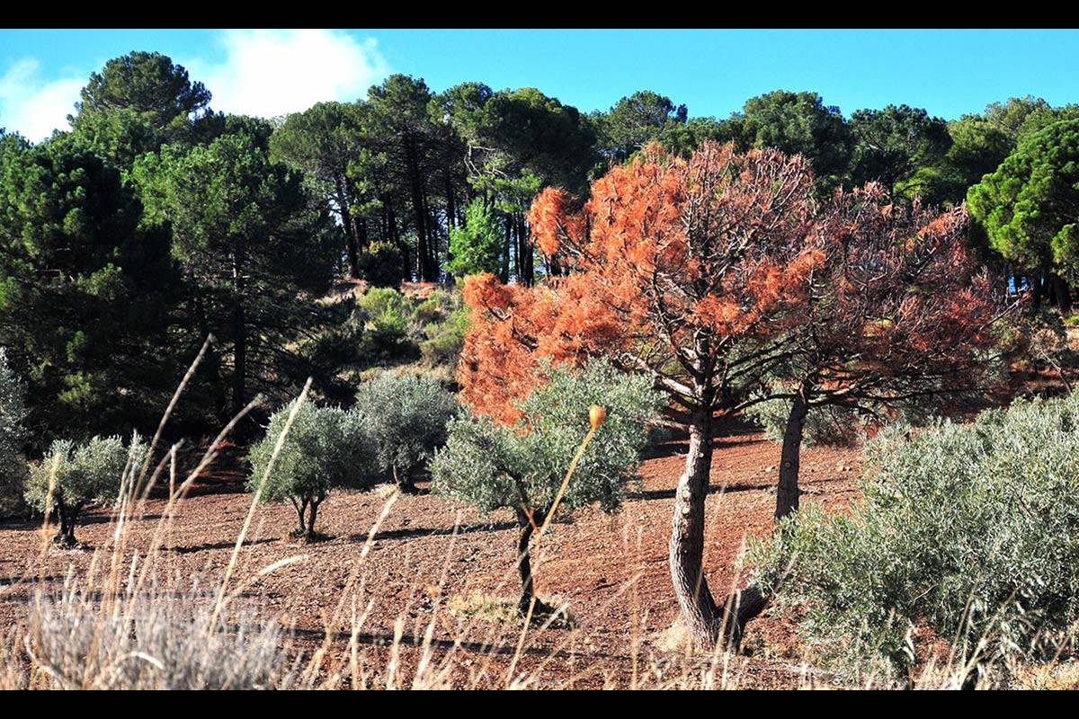 PLAGAS. La subida de temperaturas y el adelanto del calor, provoca la eclosión de insectos en momentos en los que no tienen depredadores, por lo que se convierten en plagas. Los árboles están débiles por el invierno y la falta de lluvias, y se convierten en presa fácil para los parásitos. La gestión forestal sostenible puede reducir el problema