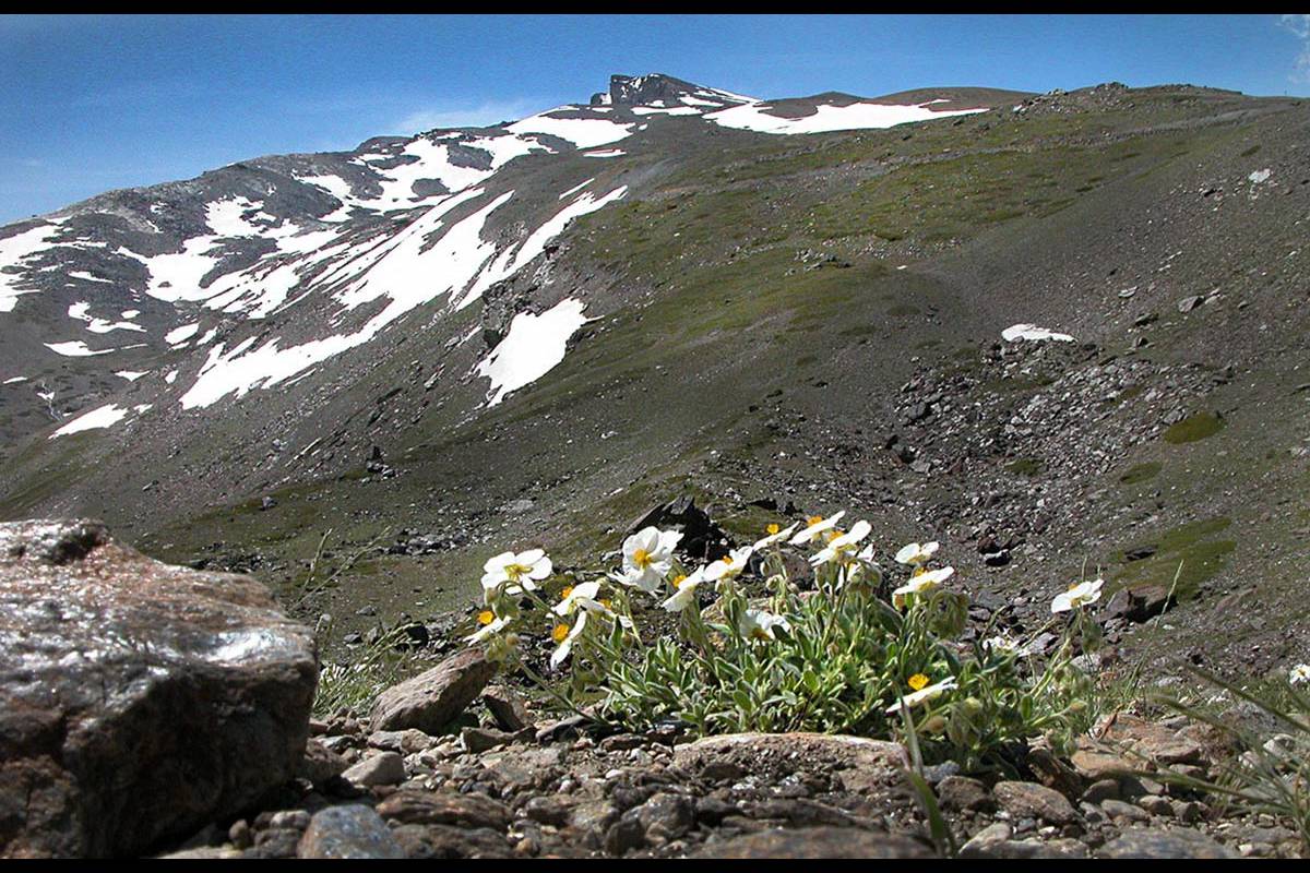 FLORA Y FAUNA buscan el frío El ascenso de las temperaturas provoca que la biodiversidad busque territorios más fríos, subirán hasta que no tengan más suelo donde vivir.
