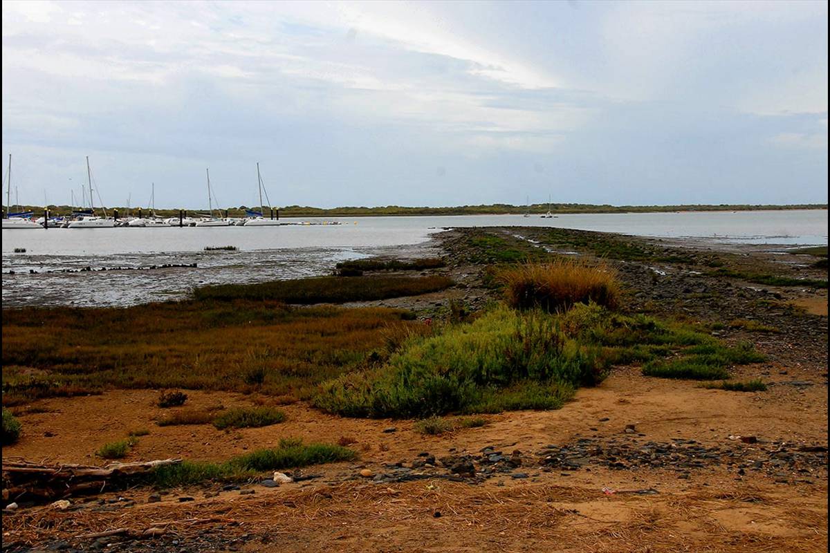 MARISMAS RÍO PIEDRAS