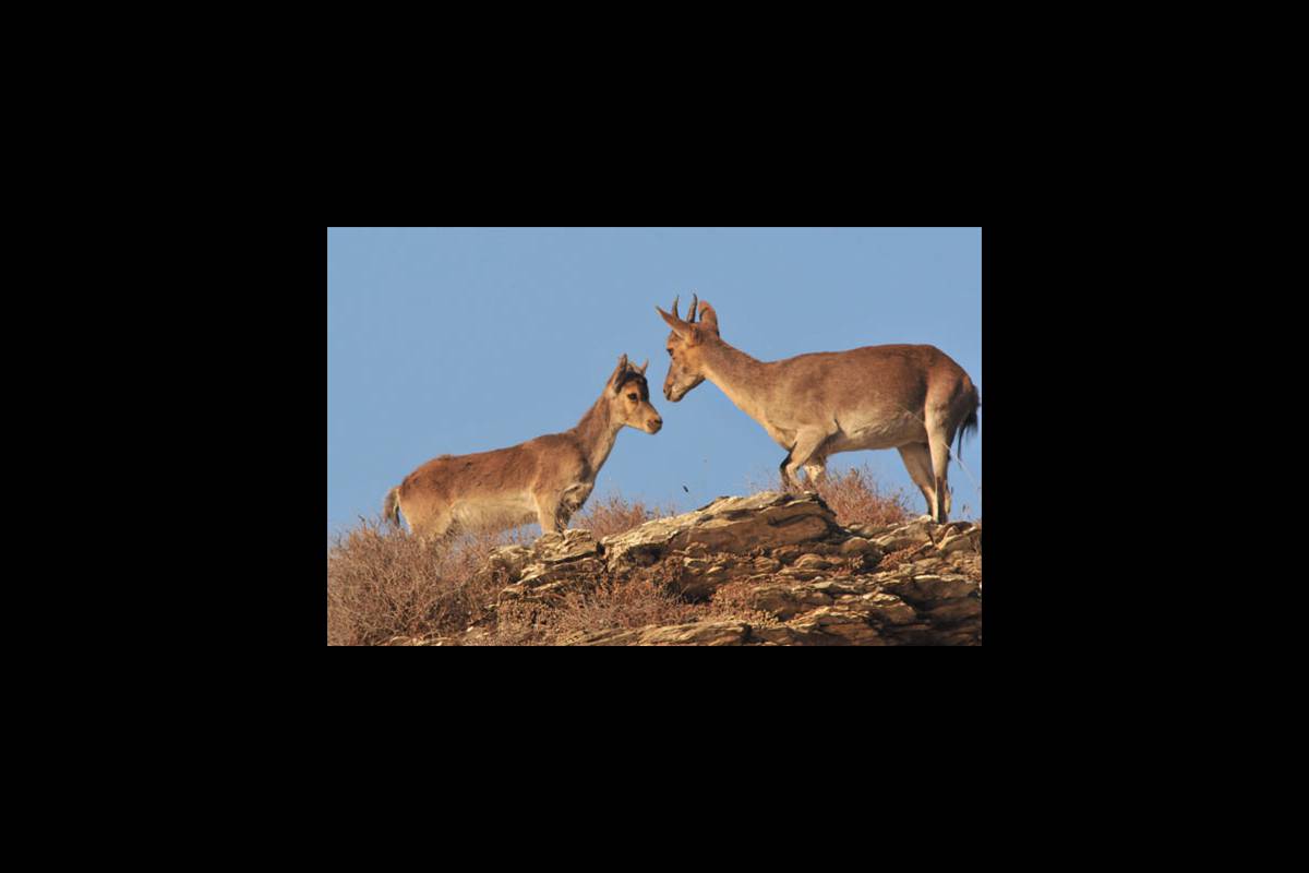 caprapyrenaica-fotogaleria2